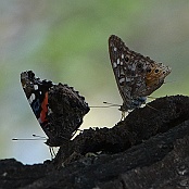 Butterflies, Neals Lodge, Concan, Texas